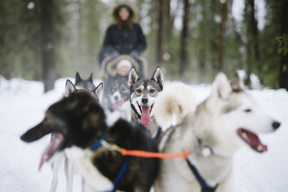 Finnland Levi Huskyschlitten visitfinland Juho Kuva komp