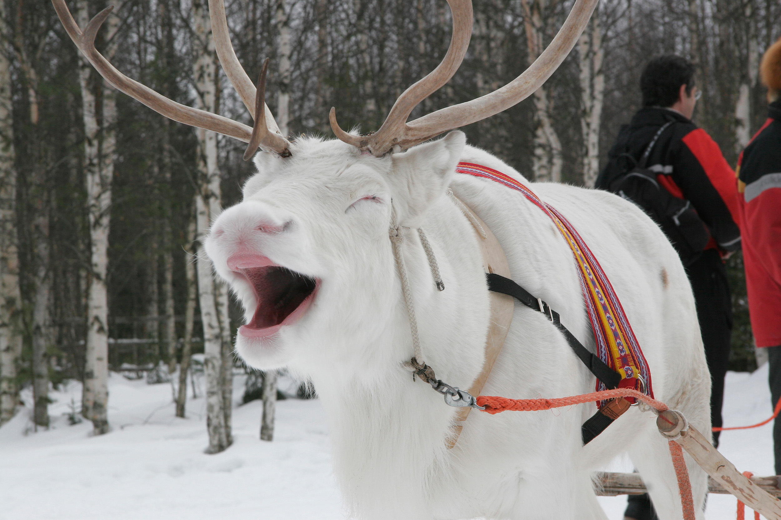 Finnland Levi Rentier visitfinnland web