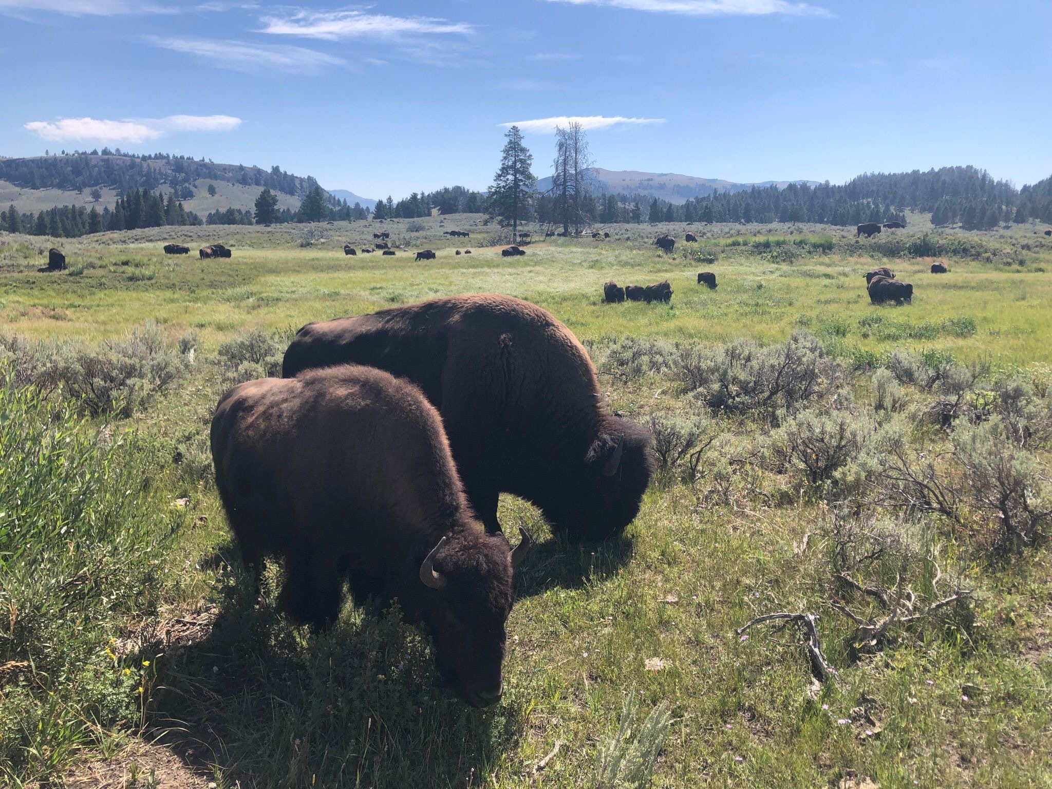Bisons im Yellowstone Nationalpark