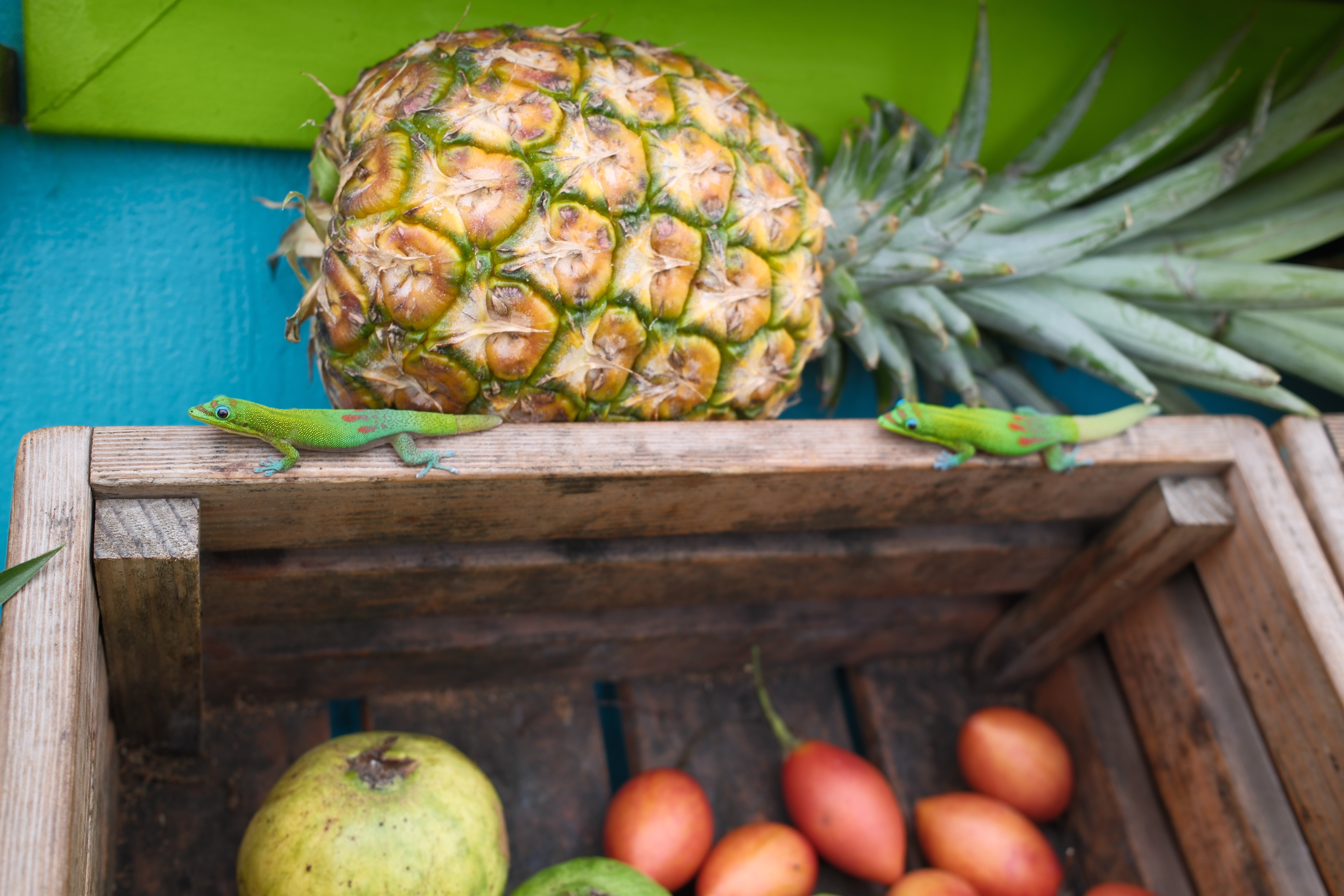 Farbenpracht auf Hawaii