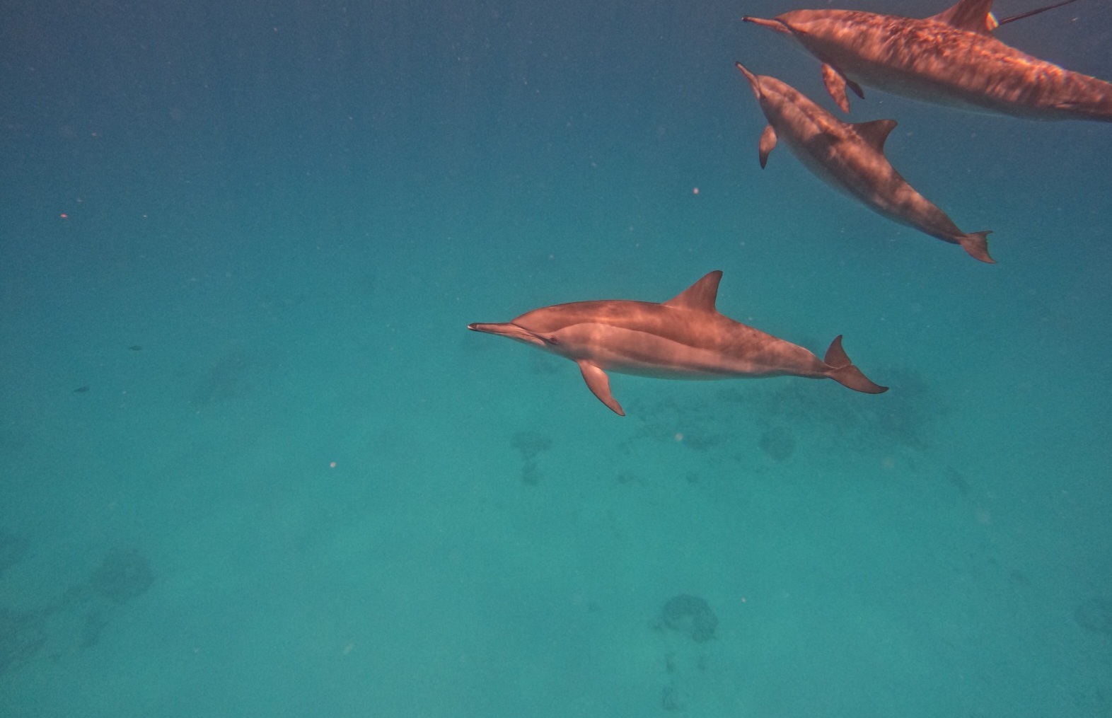 Tauchen mit Delfinen Dolphin House Marsa Alam