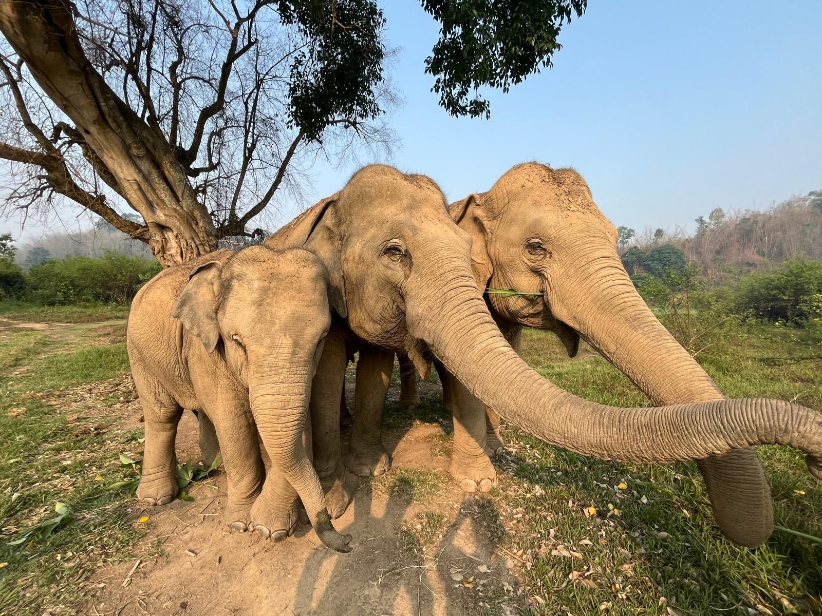 Begegnung mit Elefanten in Nordthailand