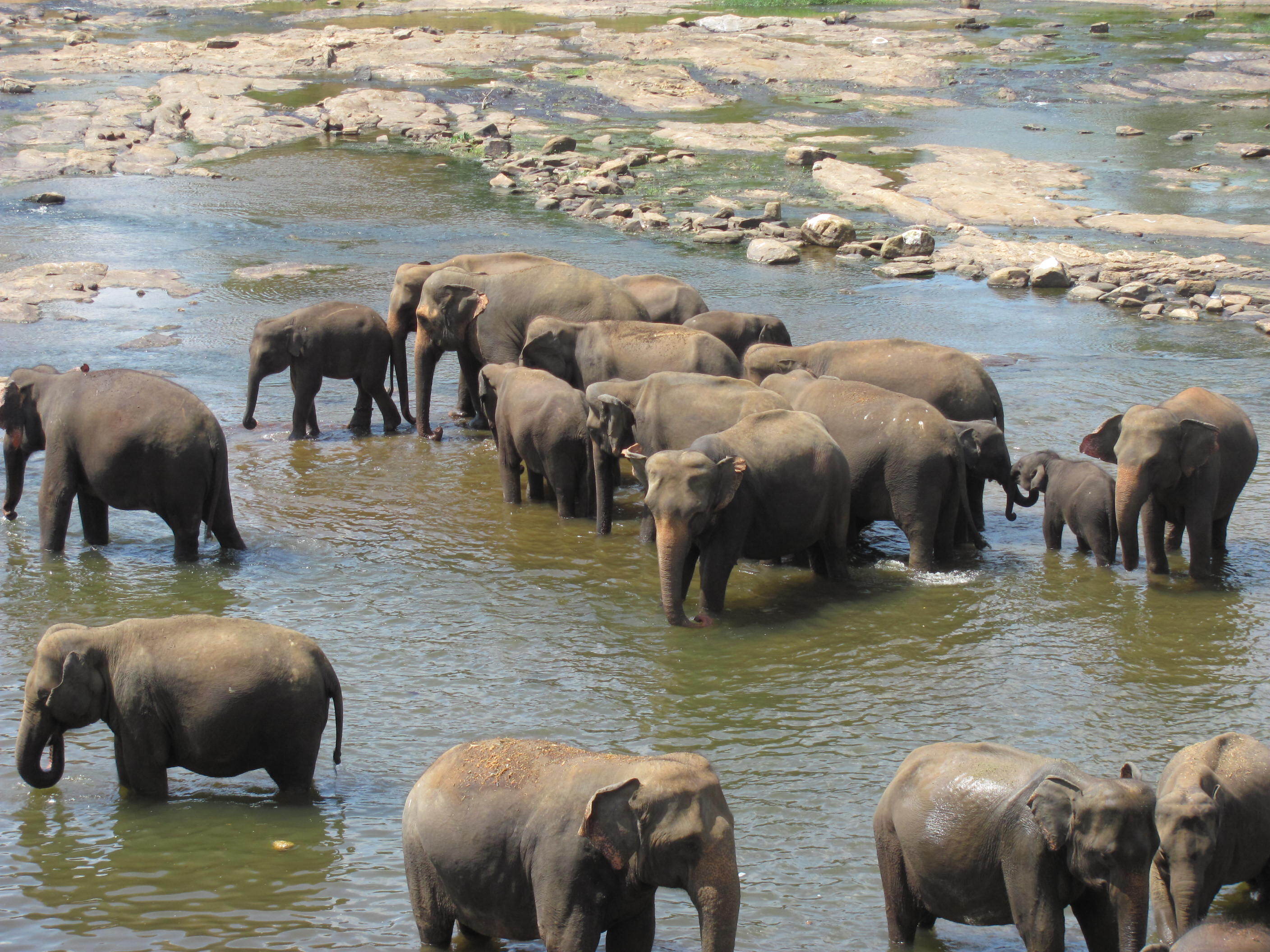 Tierbeobachtungen im Yala Nationalpark in Sri Lanka