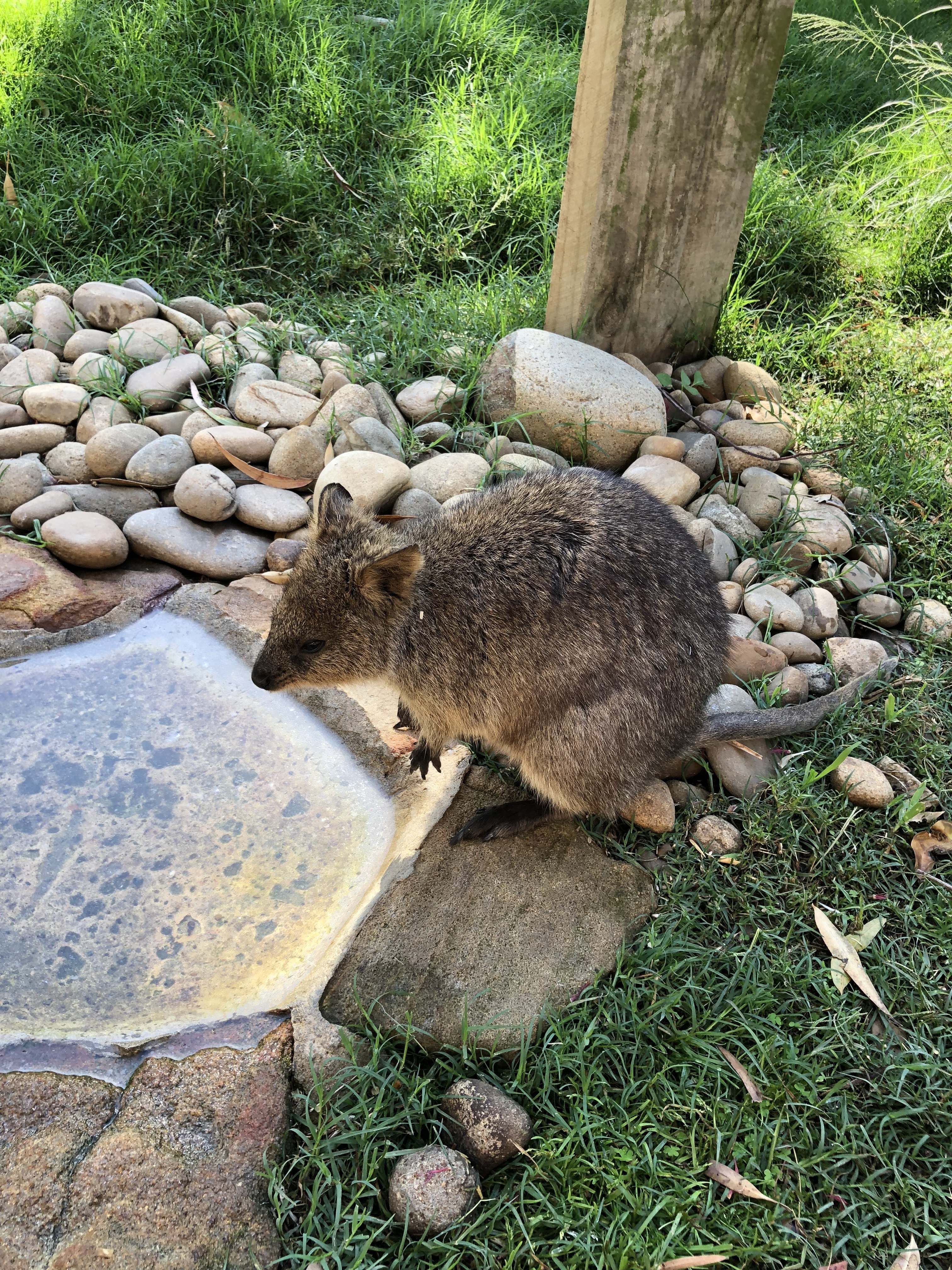Begegnung mit einem Quokka