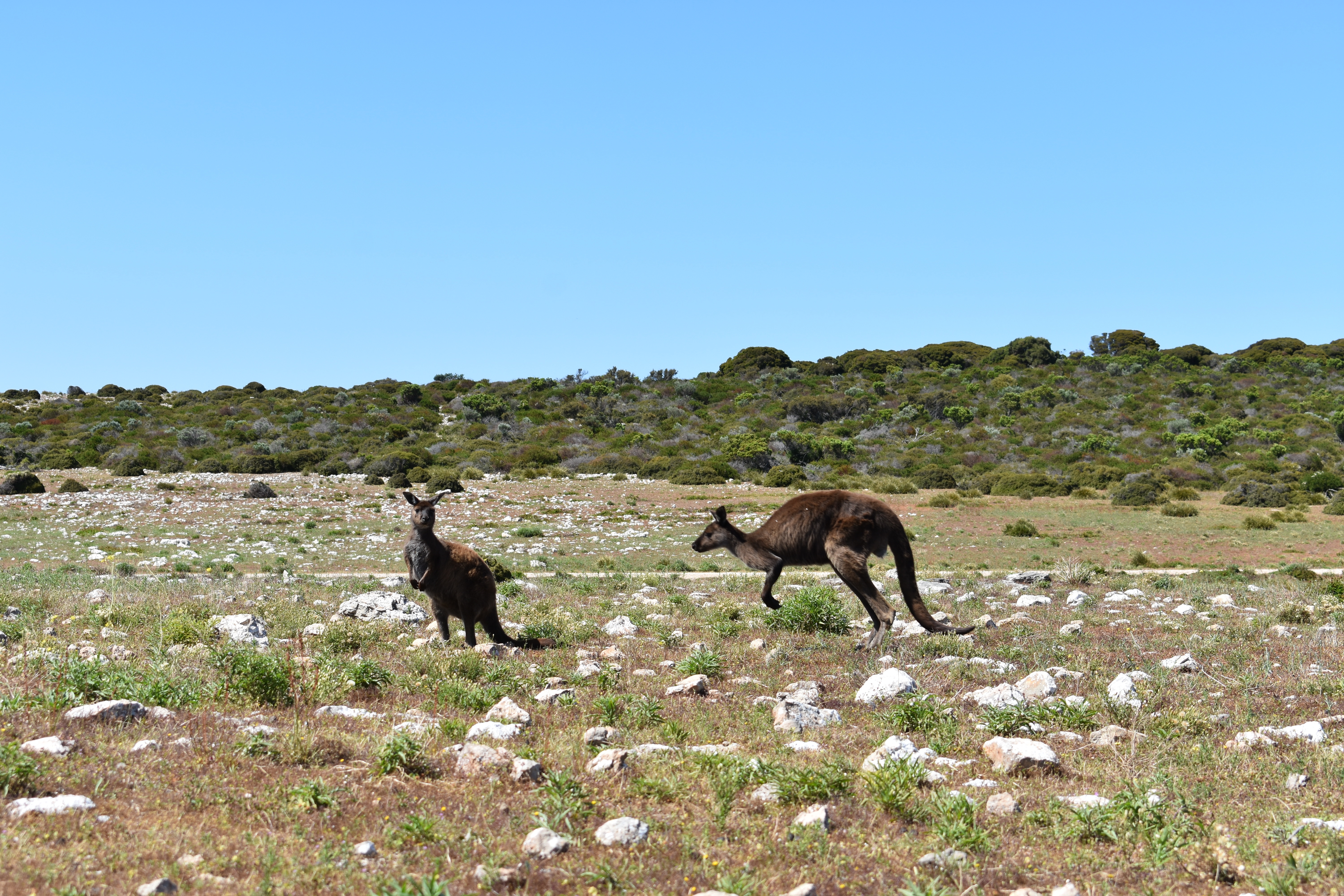 Kängurus auf Kangaroo Island