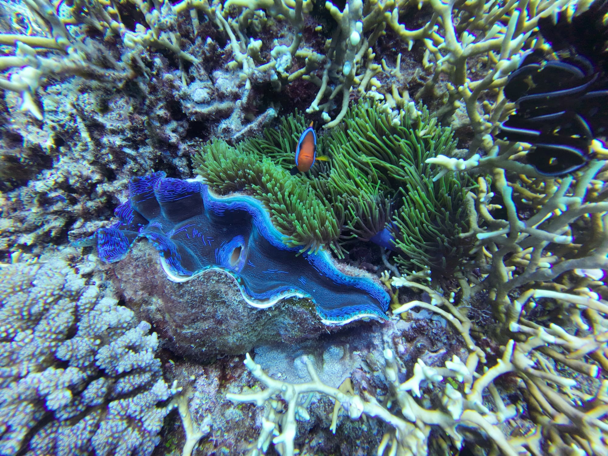 Nemo beim Tauchen am Great Barrier Reef gefunden