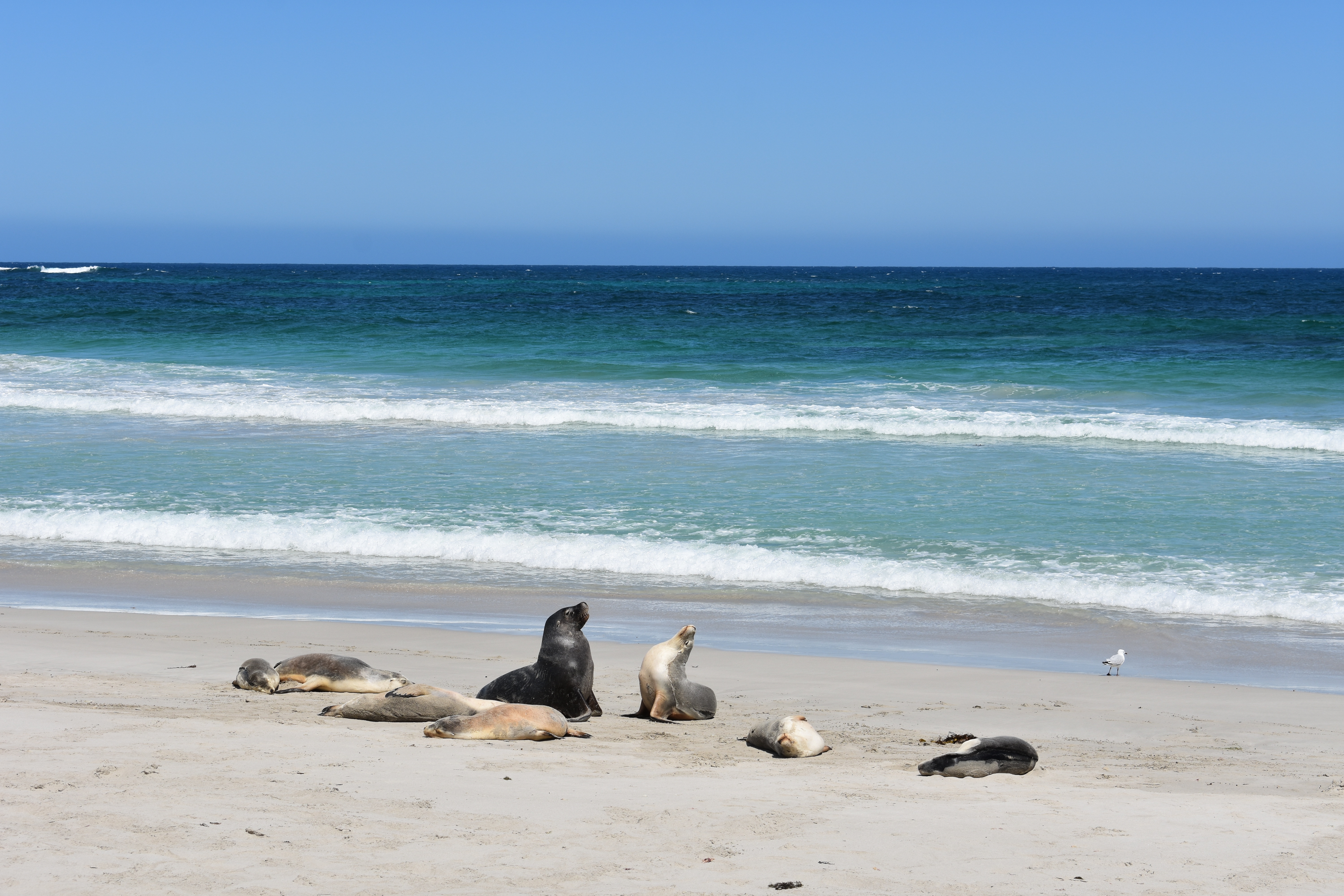 Seelöwen am Sonne tanken auf Kangaroo Island