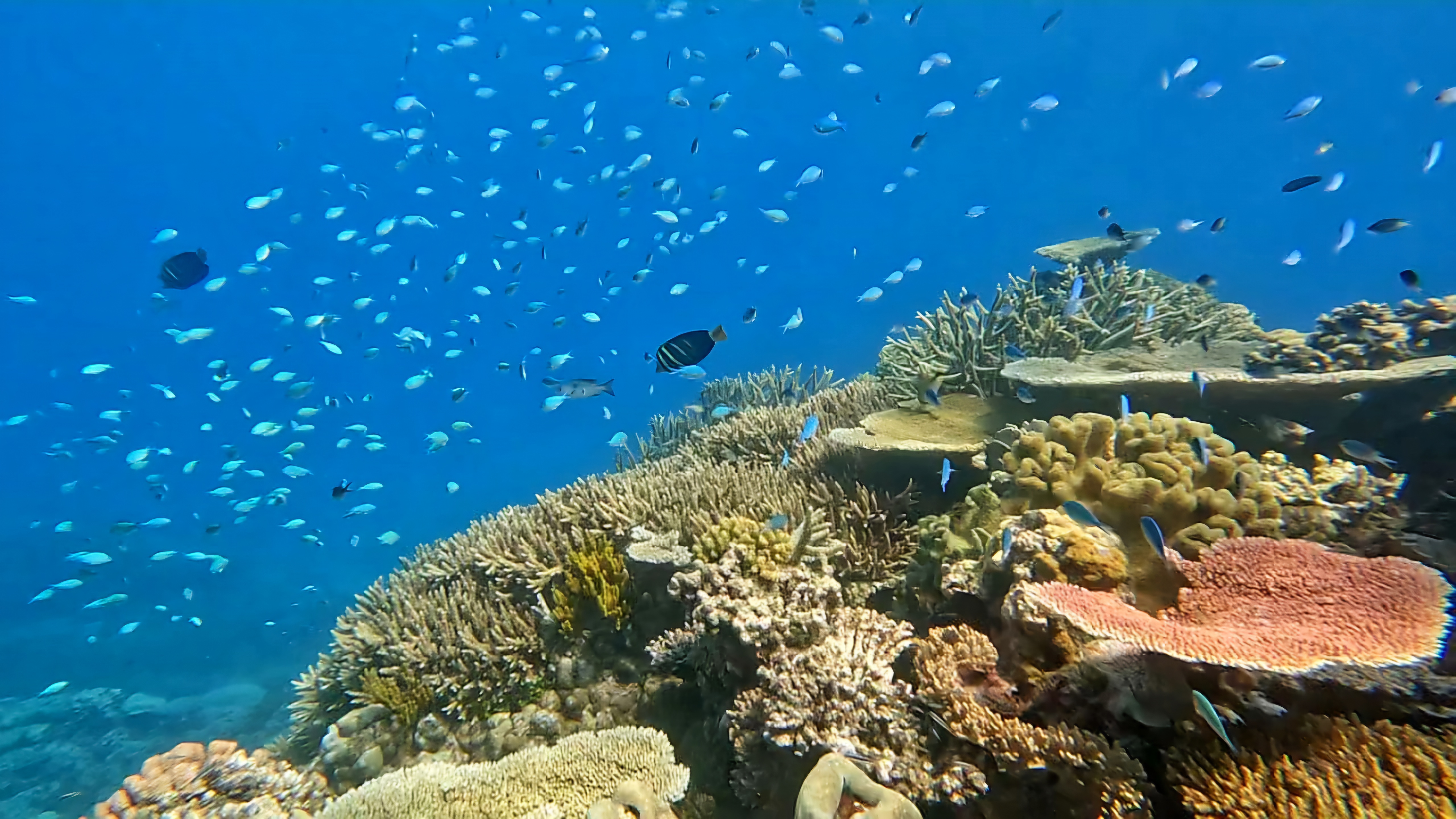 Tolle Aussichten beim Tauchen am Great Barrier Reef