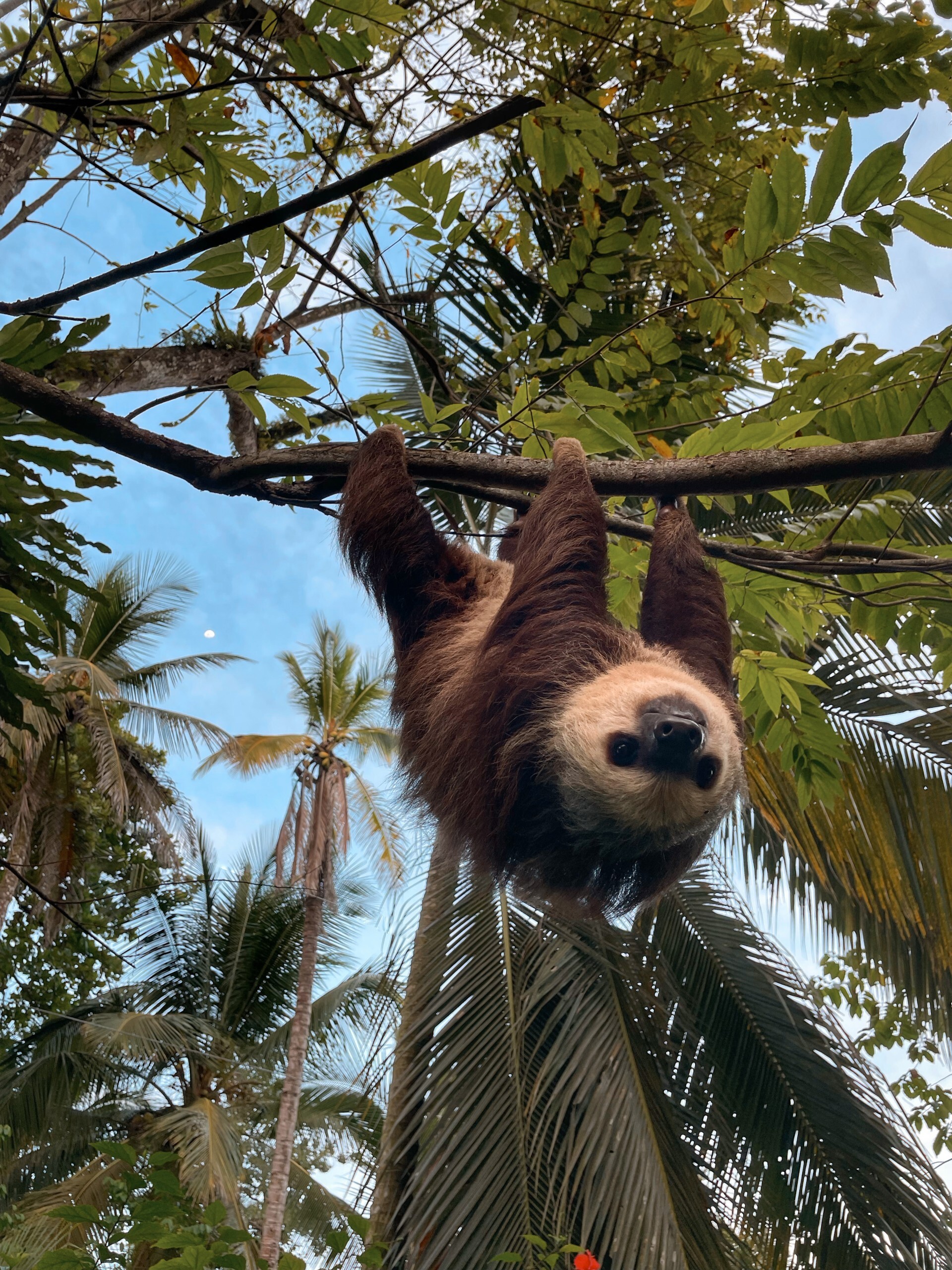 Faultier in Costa Rica