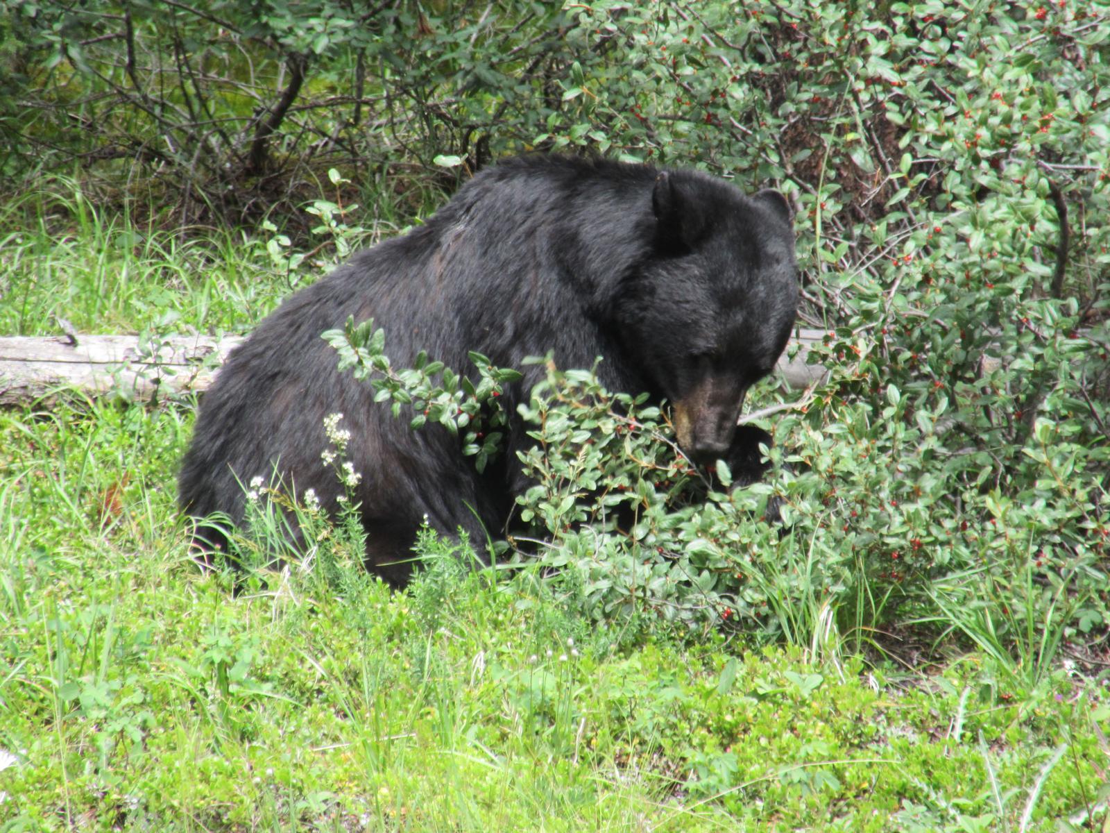 Bär im Banff Nationalpark