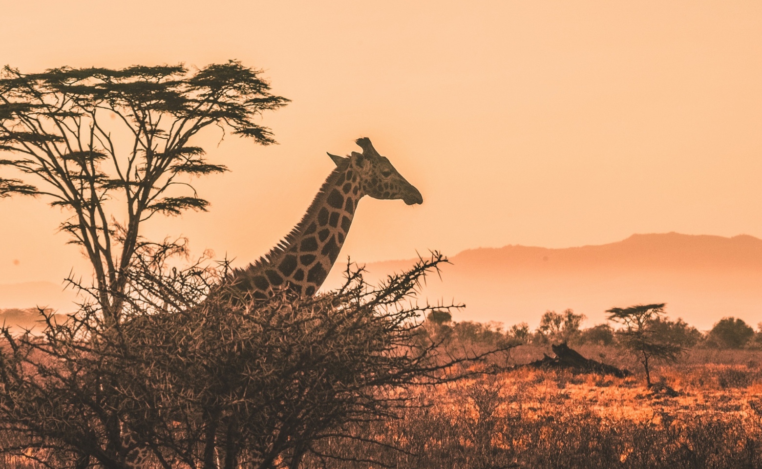 Kenya